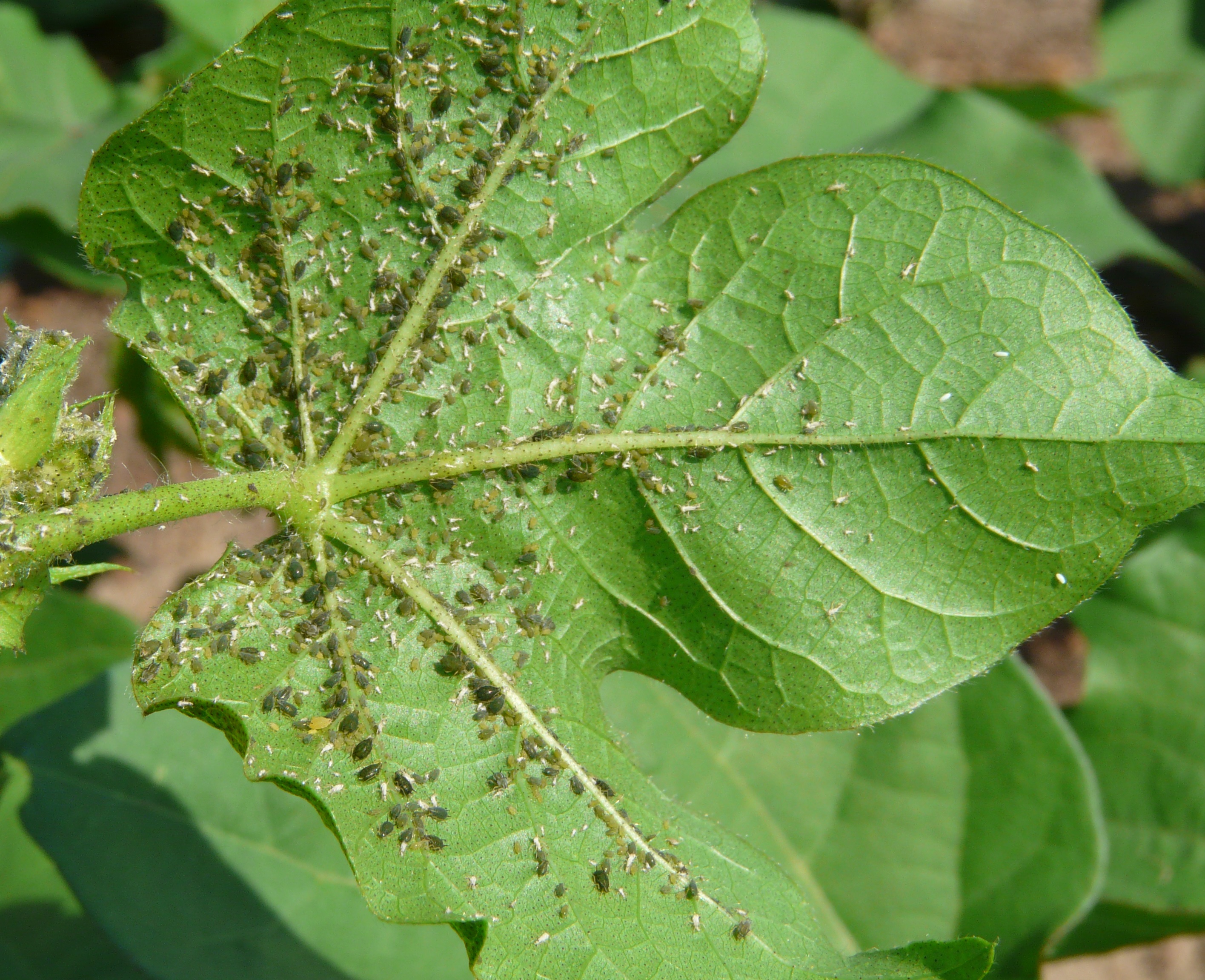 Aphids