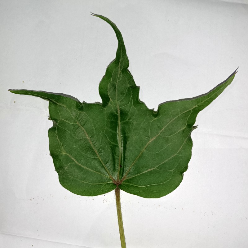 Herbicide Growth Damage